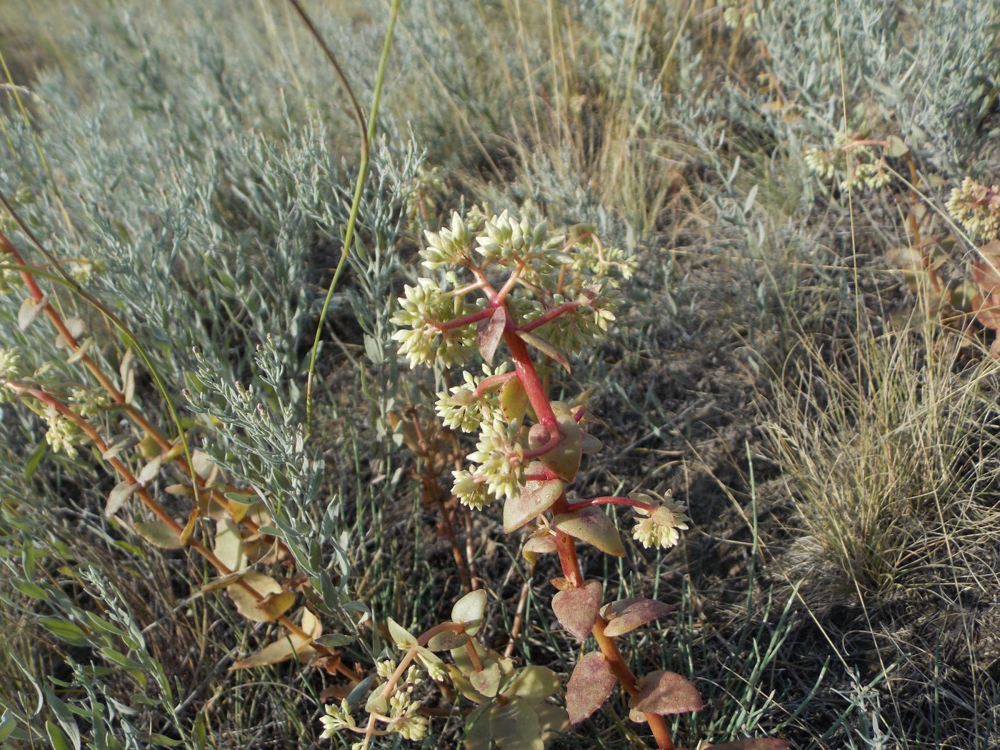 Изображение особи Hylotelephium stepposum.