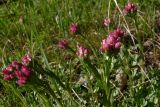 Antennaria dioica