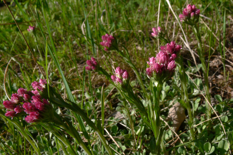Image of Antennaria dioica specimen.