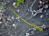 Equisetum hyemale. Вегетирующее растение. Исландия, национальный парк Ватнайокюдль (северная часть), долина Вестурдалур, осыпающийся склон. 05.08.2016.