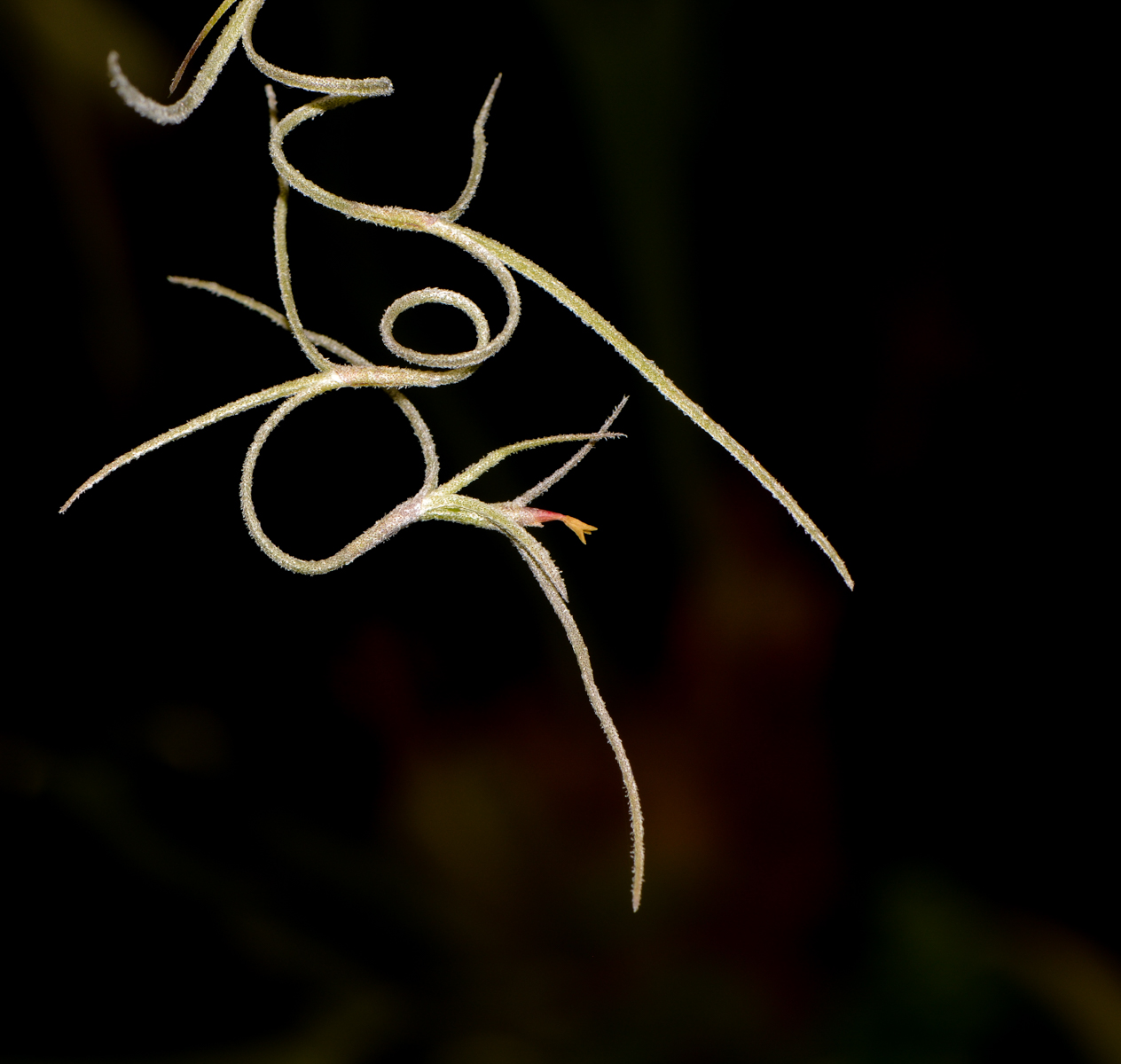 Image of Tillandsia usneoides specimen.