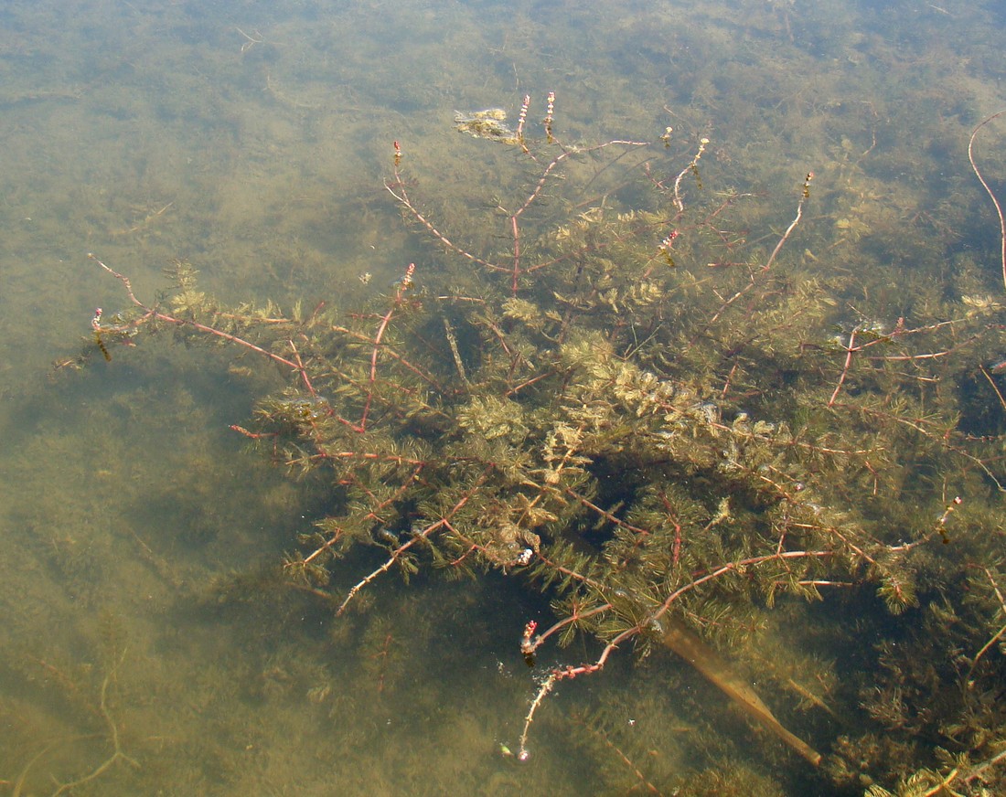 Image of Myriophyllum spicatum specimen.