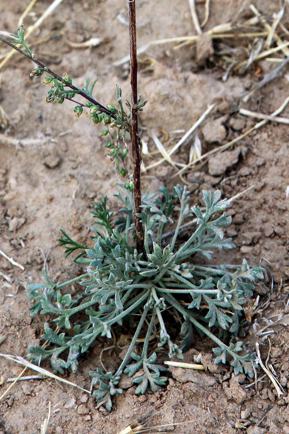 Image of Artemisia scotina specimen.
