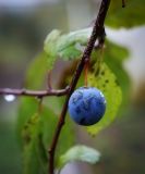 Prunus spinosa