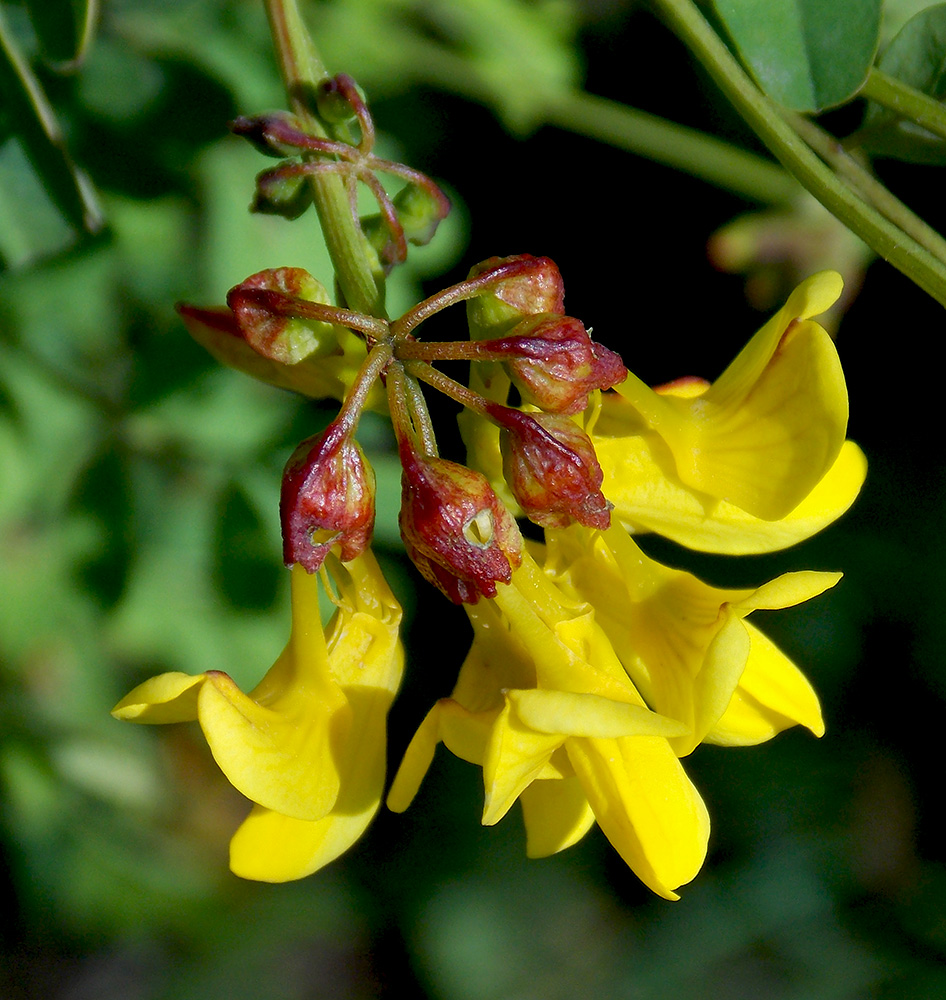 Изображение особи Hippocrepis emeroides.