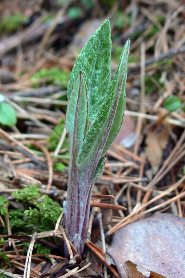 Image of Saussurea controversa specimen.