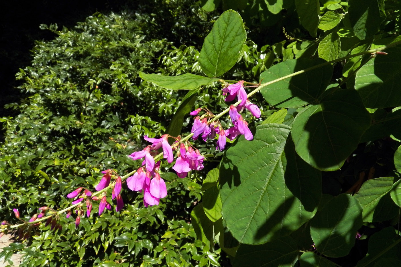 Image of Desmodium elegans specimen.