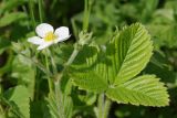 Fragaria moschata. Соцветие и лист. Ленинградская обл., Всеволожский р-н, окр. пос. Куйвози, садоводство, на участке. 22.05.2016.