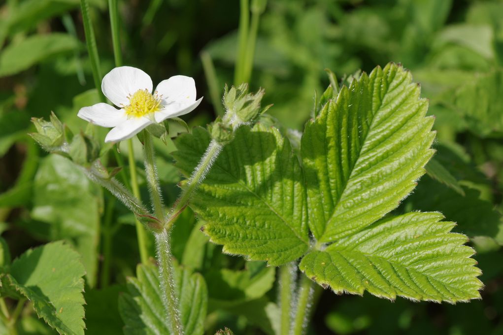 Изображение особи Fragaria moschata.