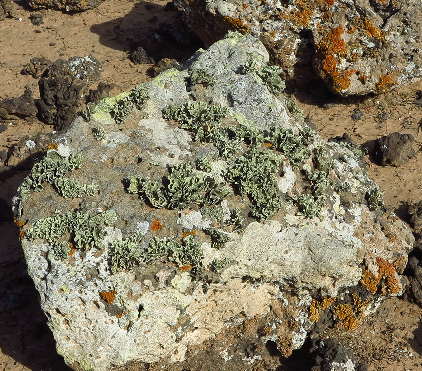 Image of genus Lobaria specimen.