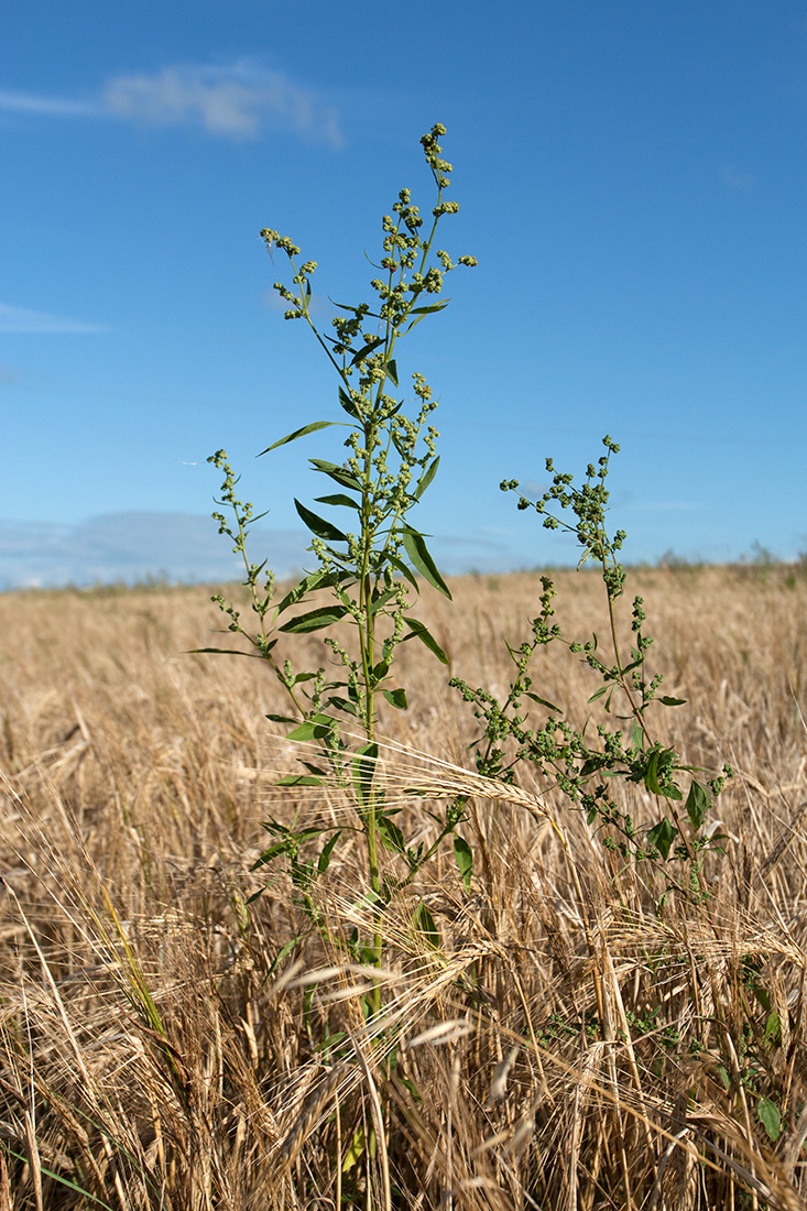 Изображение особи Chenopodium album.