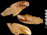 Calocedrus decurrens