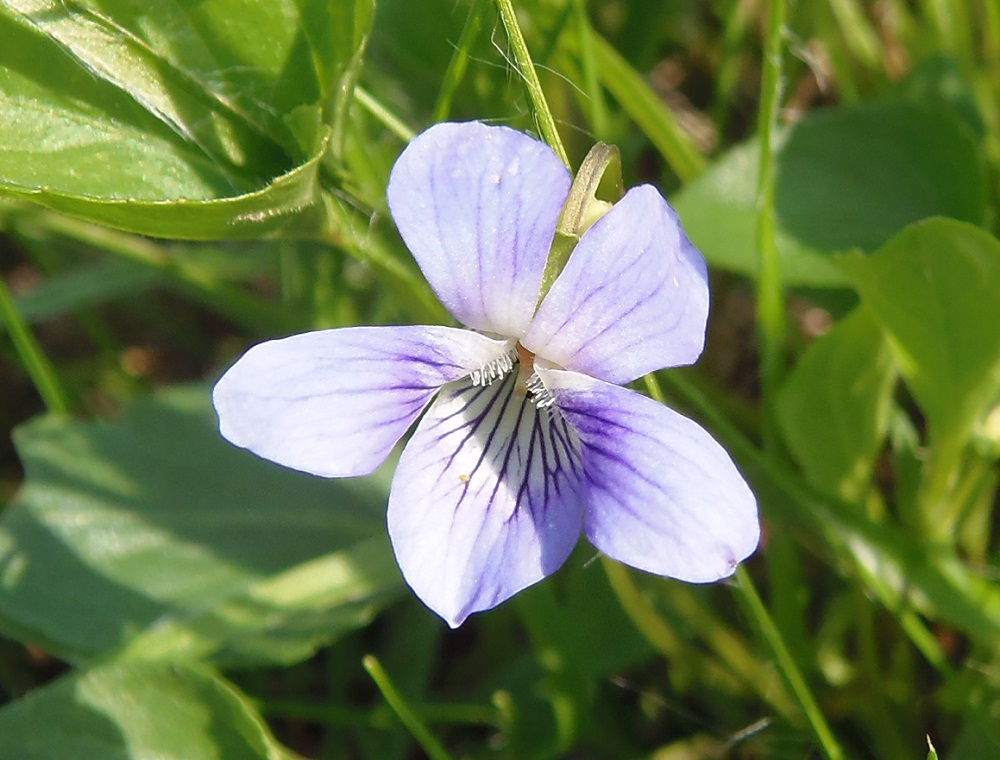 Image of Viola ruppii specimen.