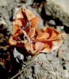 Crocus reticulatus