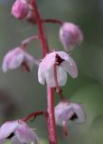 Pyrola incarnata