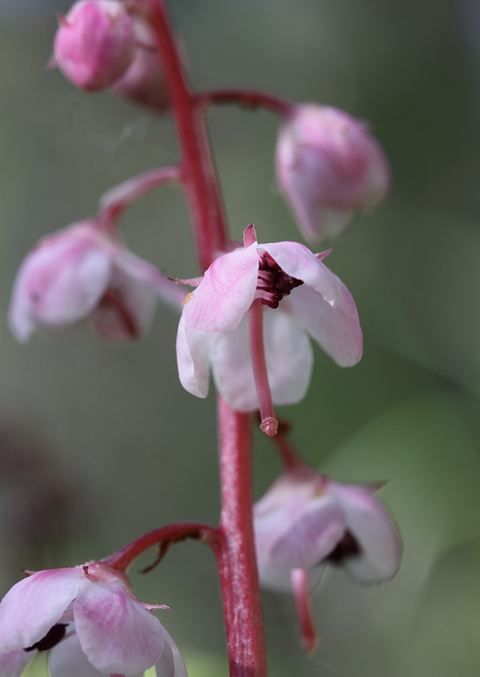 Изображение особи Pyrola incarnata.