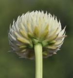 Cephalaria ambrosioides