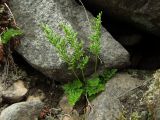 Cryptogramma acrostichoides