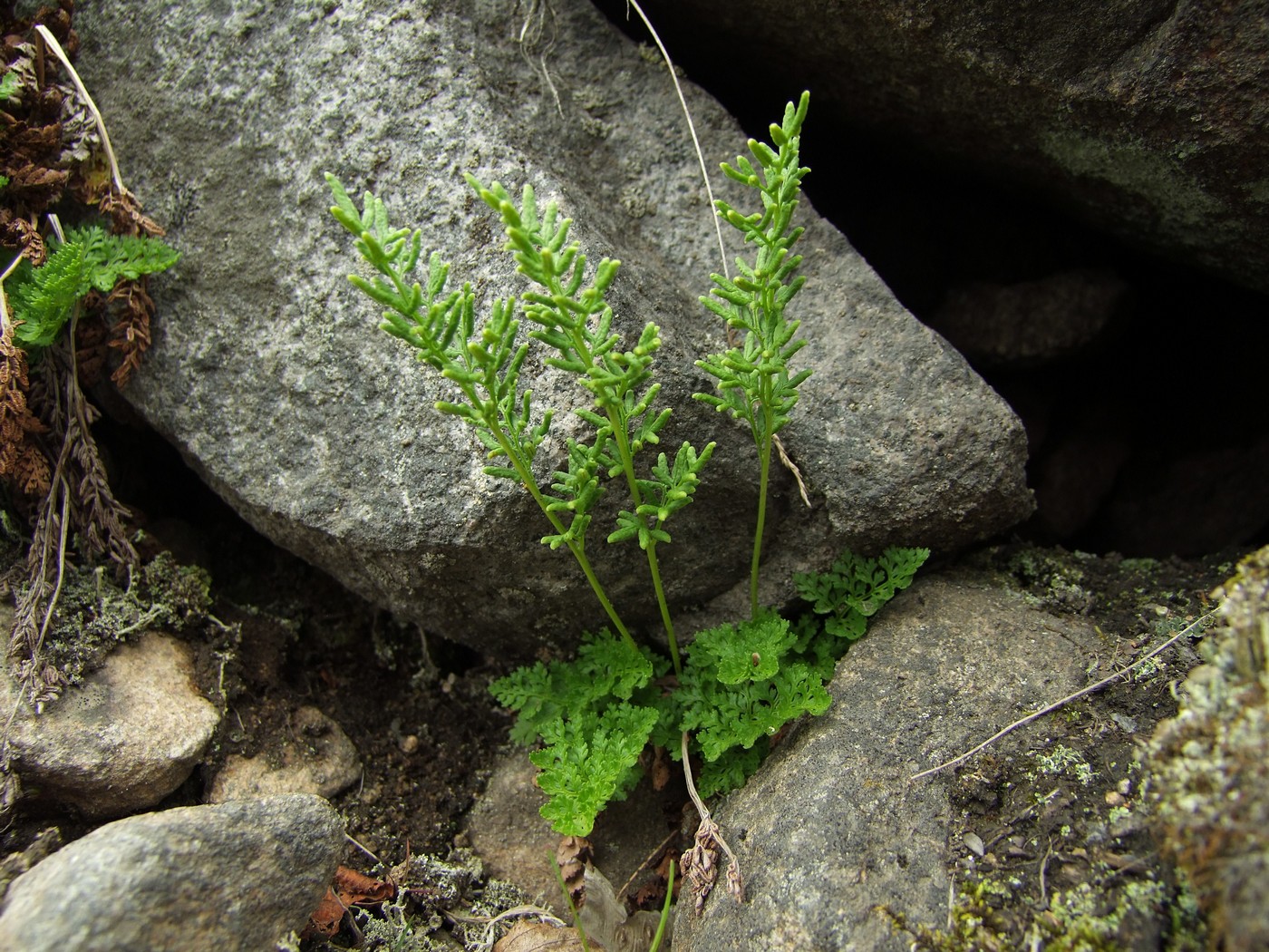 Image of Cryptogramma acrostichoides specimen.