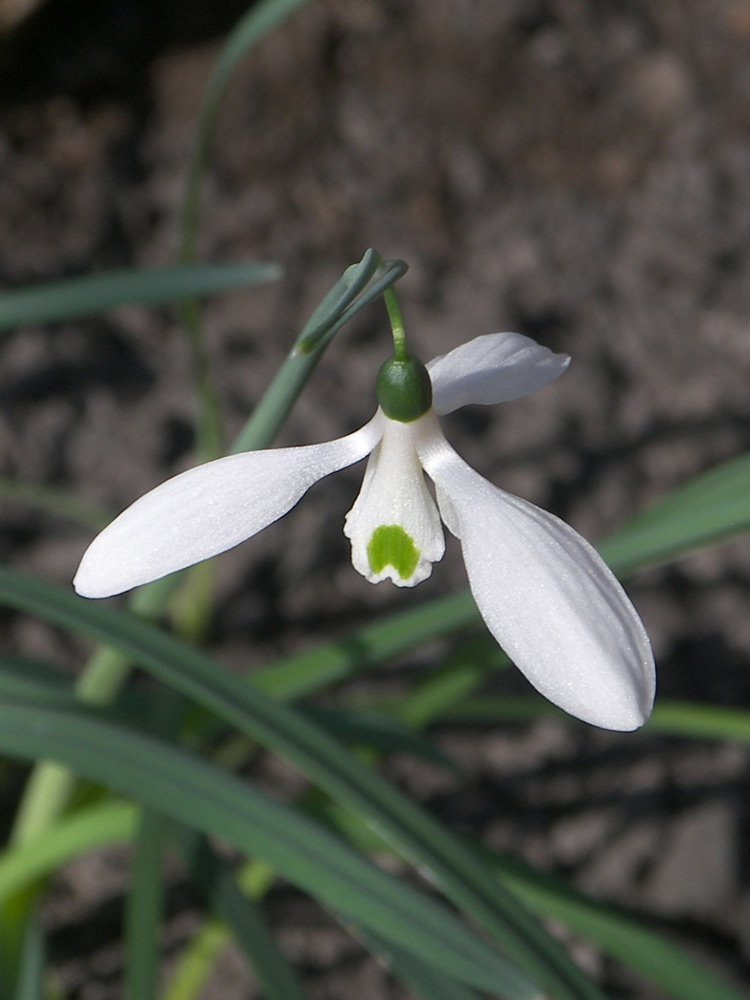 Изображение особи Galanthus cilicicus.