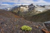 Minuartia inamoena. Цветущее растение. Кабардино-Балкария, южный склон горы Эльбрус, морена ледника Малый Азау, ≈ 3200 м н.у.м., субстрат вулканического происхождения. Июль.
