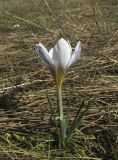 Crocus tauricus. Цветущее растение. Крым, Симферополь, мкр. Пневматика, нарушенная степь (остатки коренной растительности) между домами и сосновыми посадками. 22 марта 2017 г.