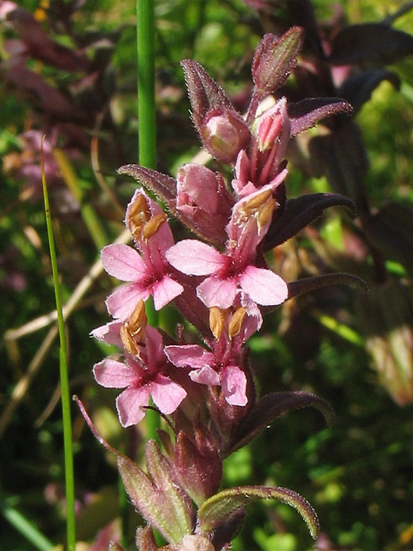 Изображение особи Odontites vulgaris.