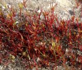 Juncus ambiguus