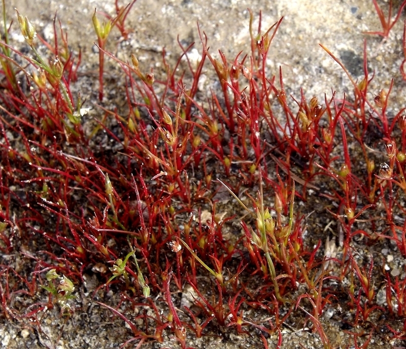 Изображение особи Juncus ambiguus.