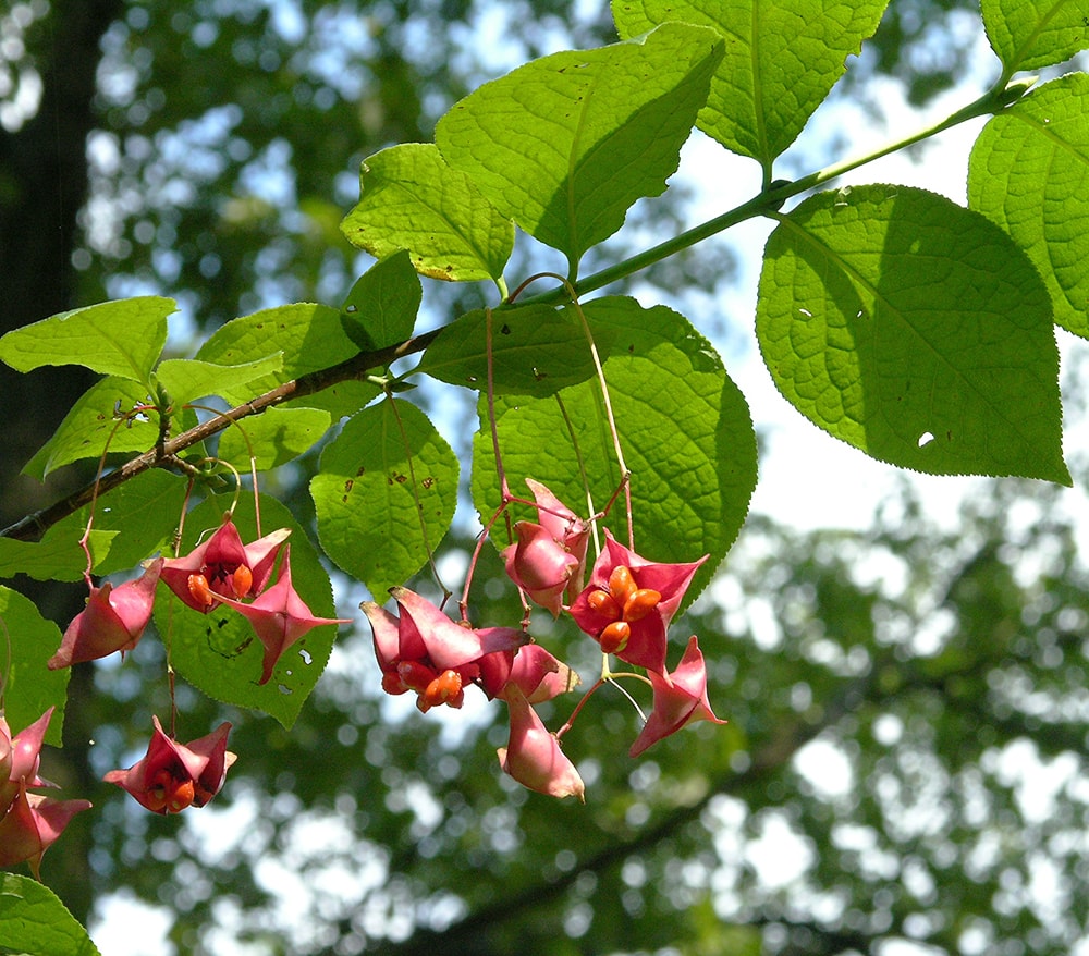 Изображение особи Euonymus macropterus.