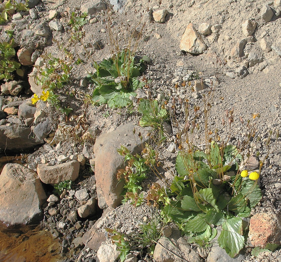 Изображение особи Calceolaria biflora.