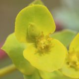 Euphorbia petrophila. Соцветие. Ростовская обл., Неклиновский р-н, Фёдоровское с/п, дол. р. Мокрый Еланчик, на каменистом склоне. 13.05.2017.