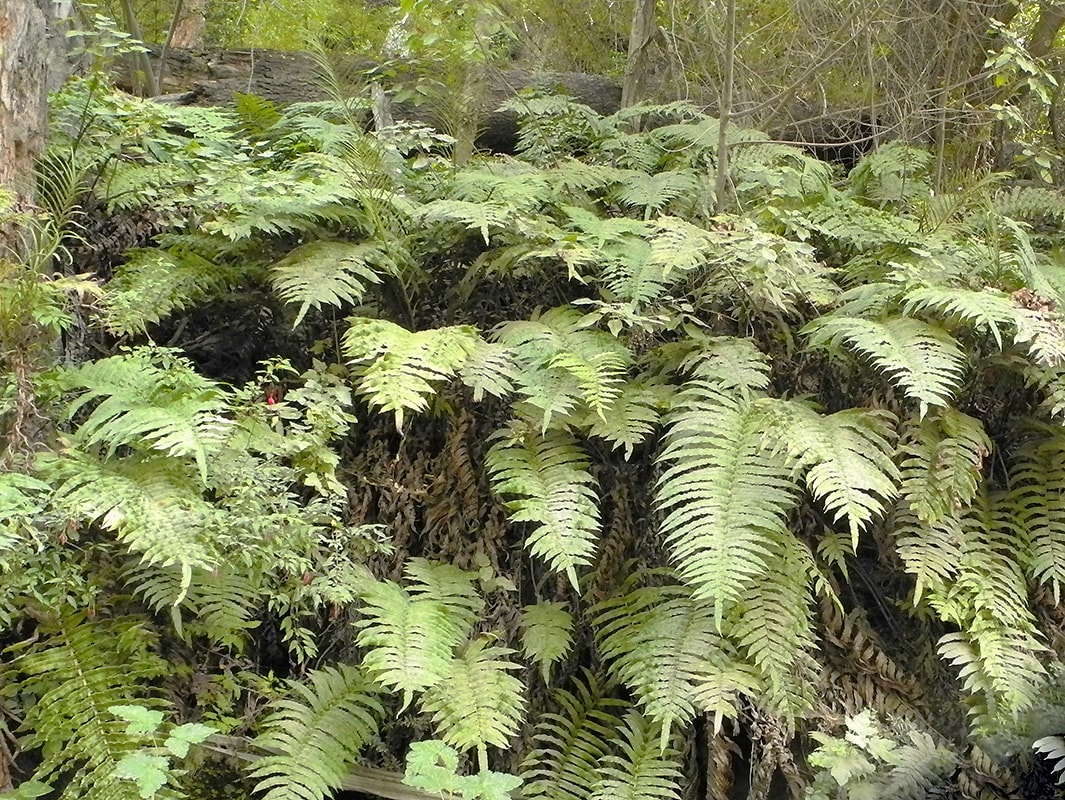 Image of Blechnum chilense specimen.