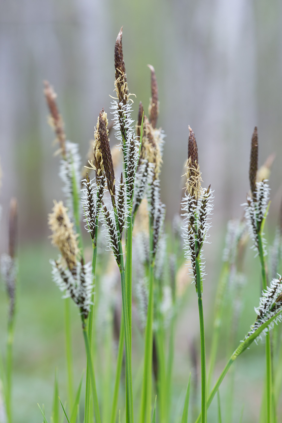 Изображение особи Carex cespitosa.