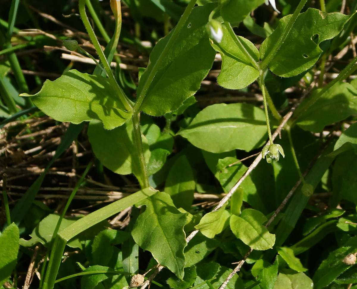 Image of Stellaria bungeana specimen.