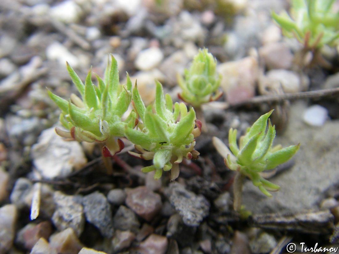 Изображение особи Ceratocephala platyceras.