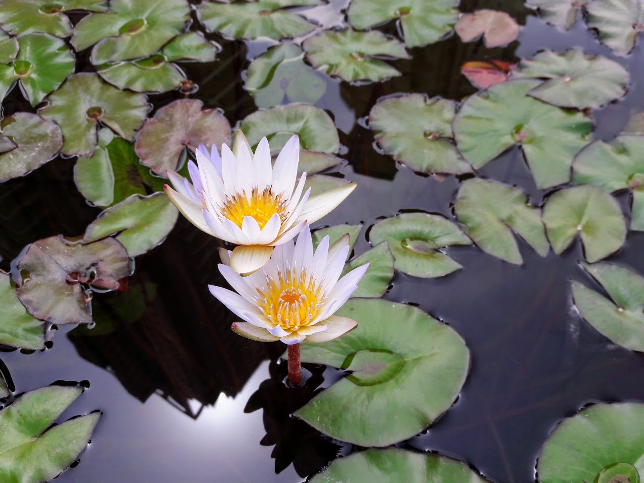 Изображение особи Nymphaea odorata.