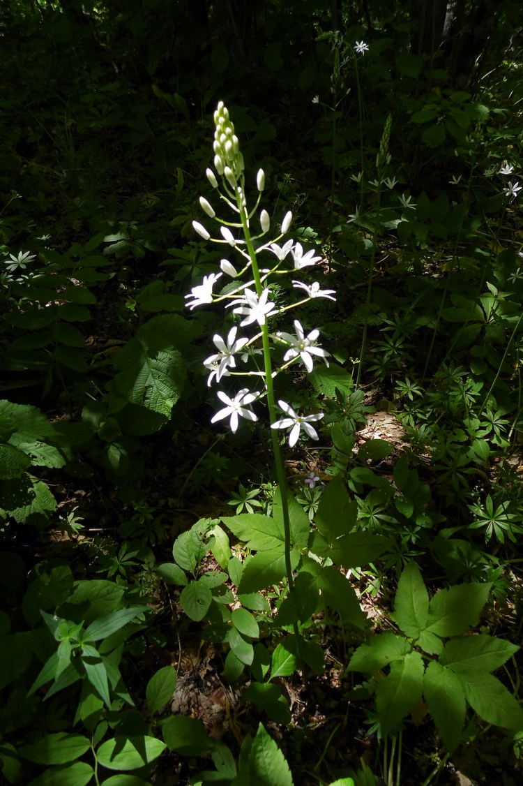 Image of Ornithogalum arcuatum specimen.