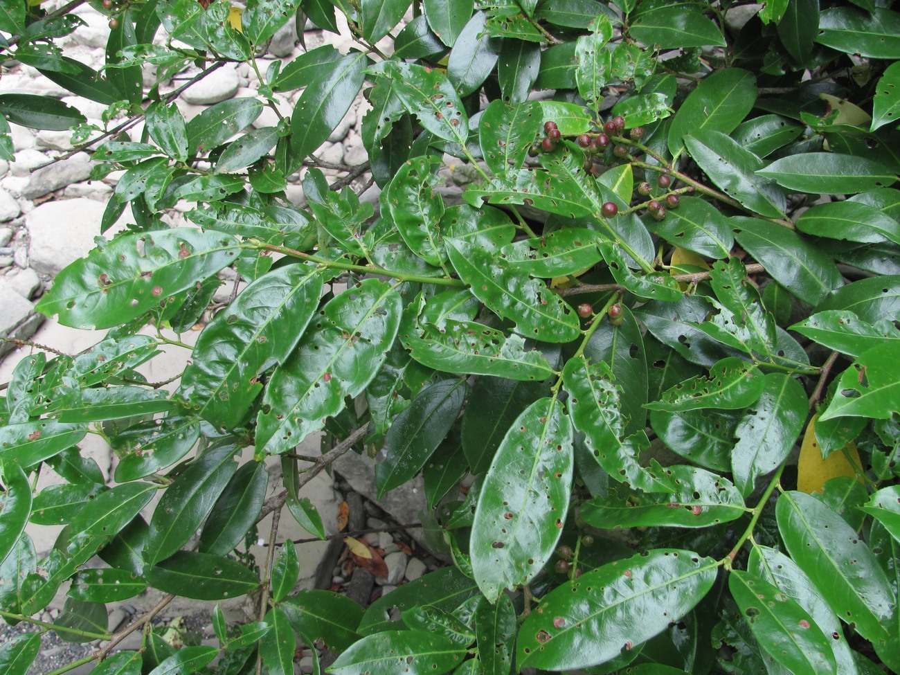 Image of Lauro-cerasus officinalis specimen.