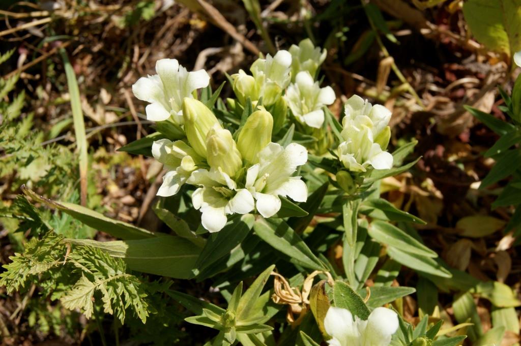 Image of Gentiana gelida specimen.