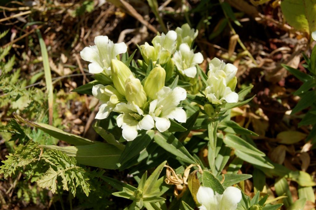 Изображение особи Gentiana gelida.