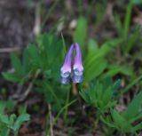 Corydalis conorhiza. Цветки и лист. Карачаево-Черкесия, Тебердинский заповедник, хр. Малая Хатипара, близ основания снежника. 23.07.2017.