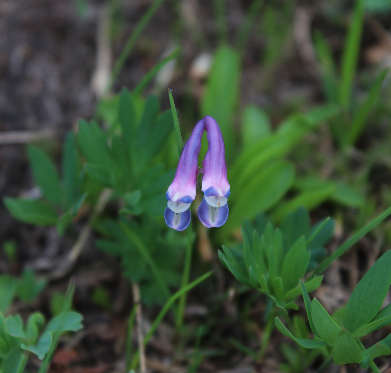 Image of Corydalis conorhiza specimen.