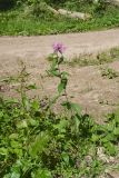 Centaurea phrygia