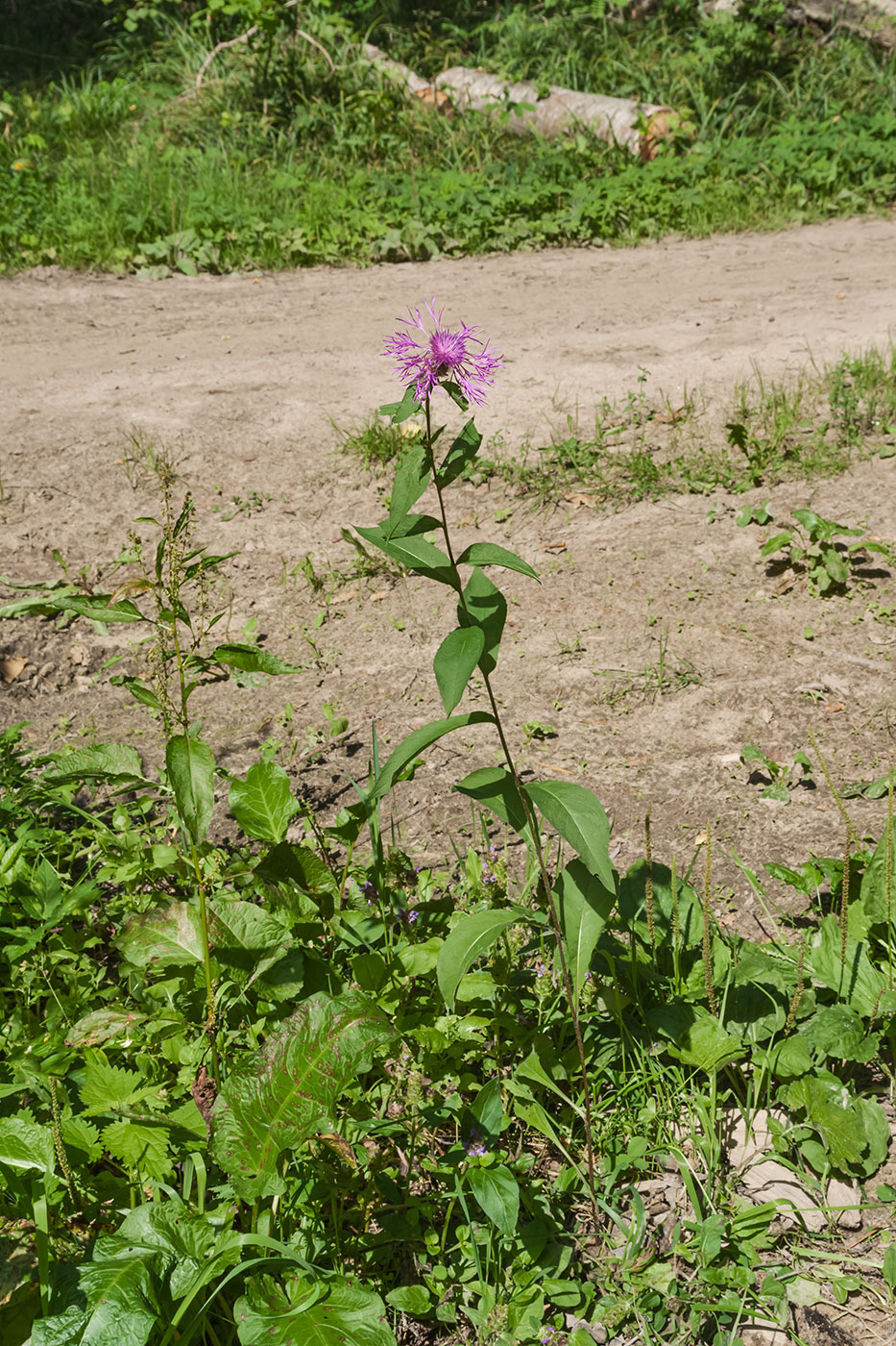 Изображение особи Centaurea phrygia.