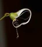 Vigna speciosa