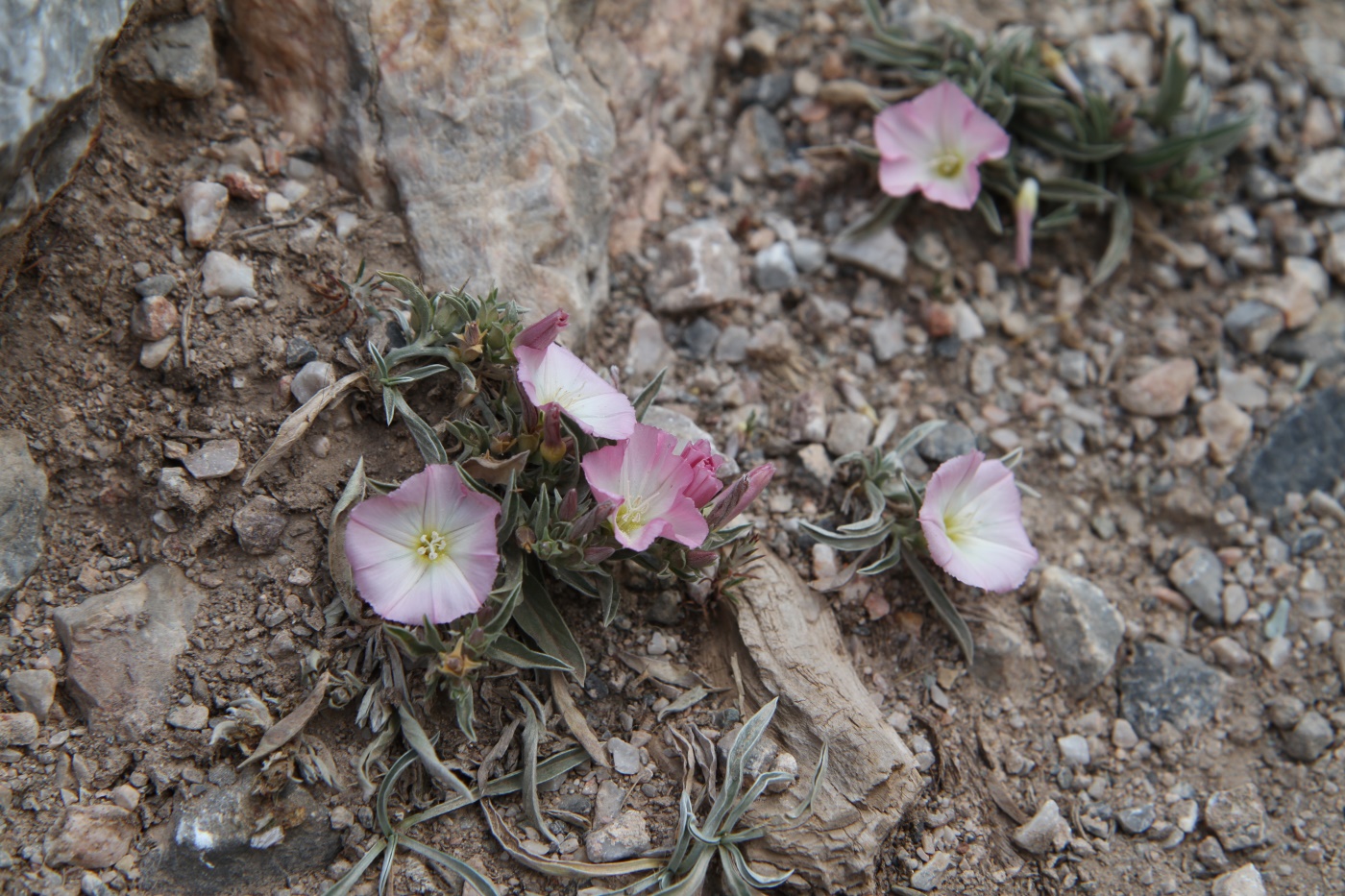 Изображение особи Convolvulus lineatus.