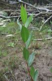 Salix pentandrifolia