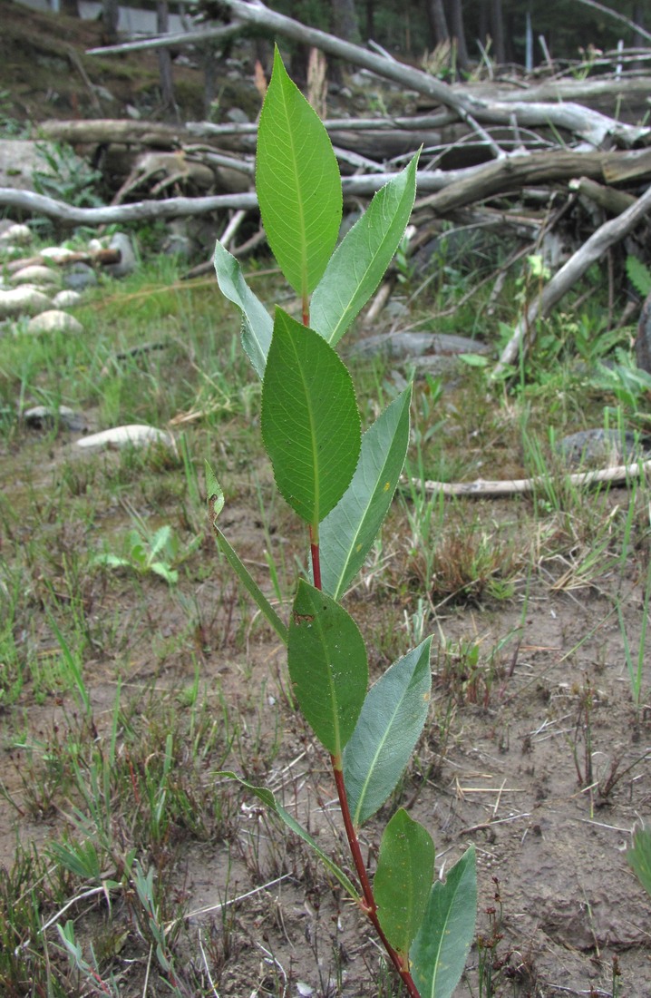 Изображение особи Salix pentandrifolia.