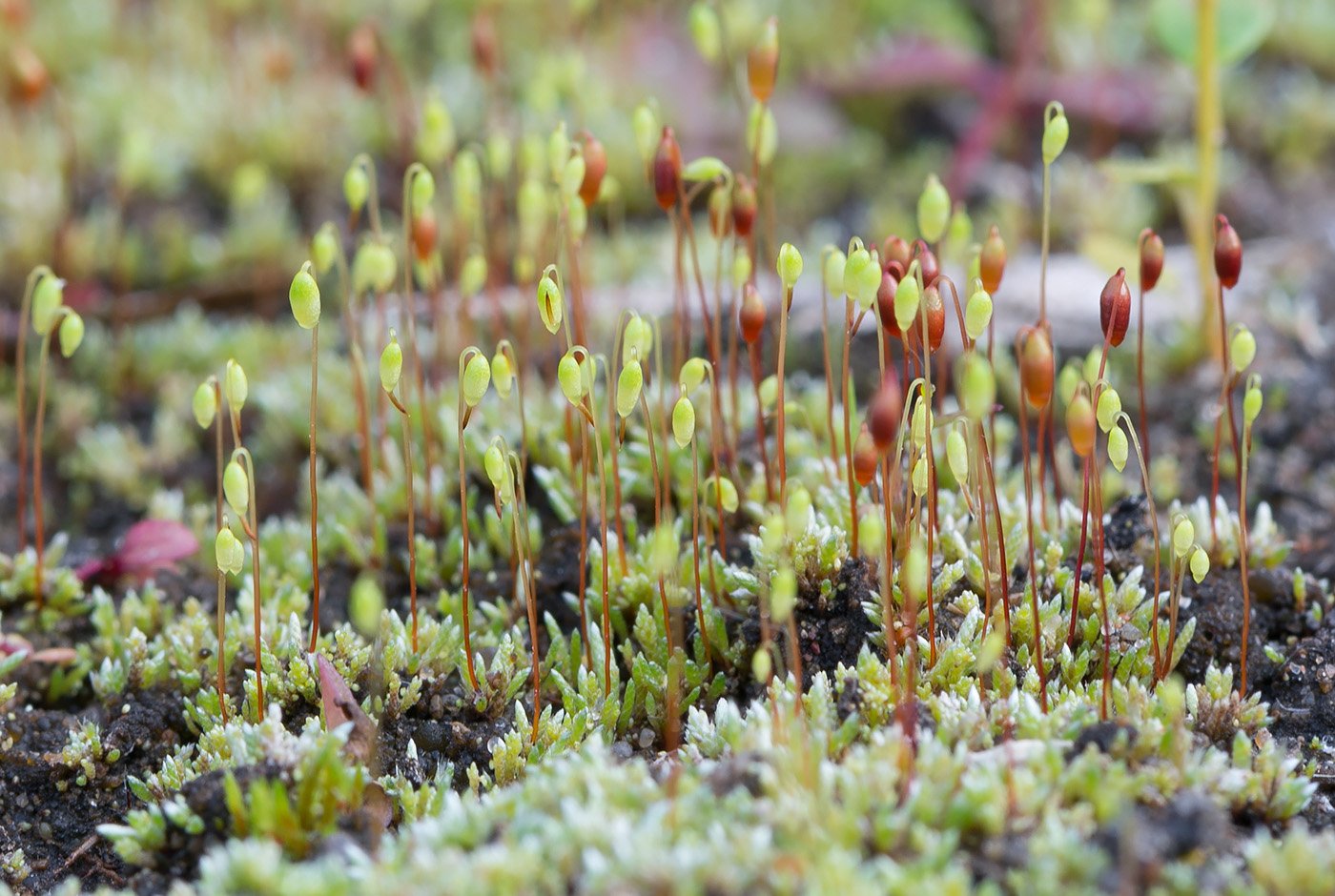 Изображение особи Bryum argenteum.